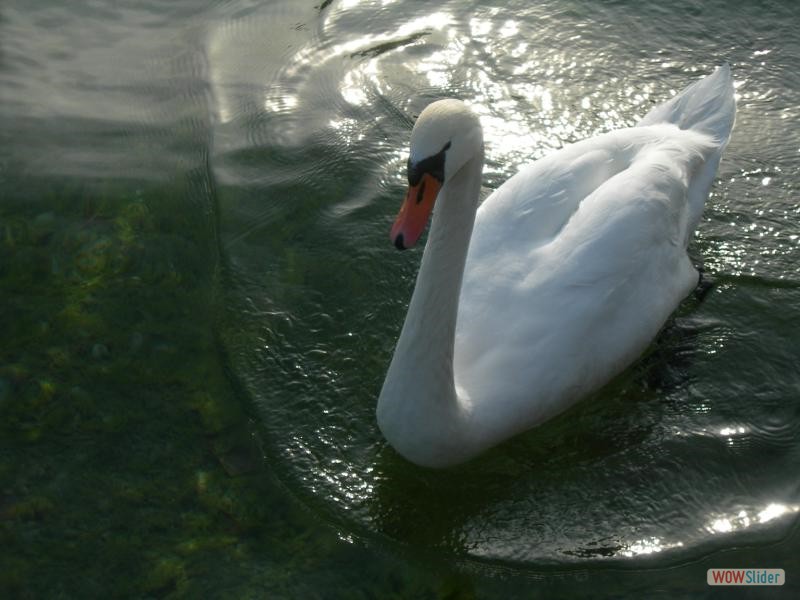 Annecy - lac 19